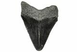 Serrated, Juvenile Megalodon Tooth - South Carolina #328732-1